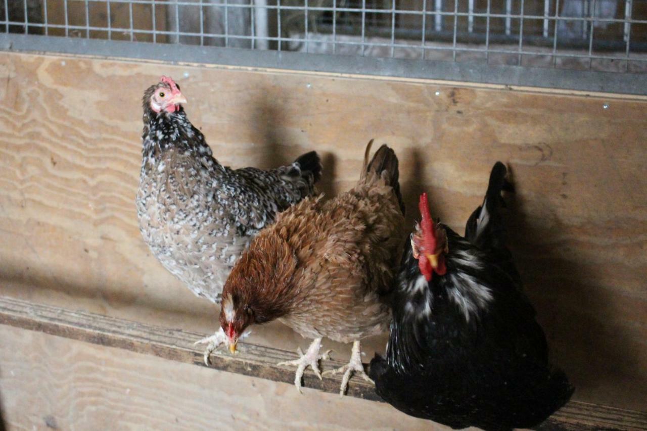 Ferienwohnung Am Bauernhof Zechner Heidi Flattach Esterno foto